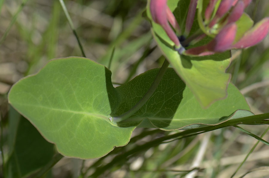 Lonicera caprifolium / Caprifoglio